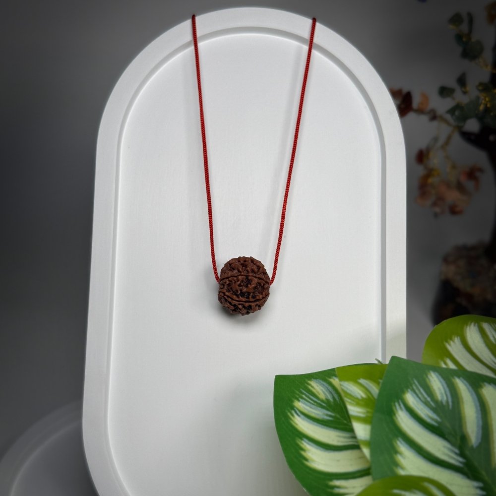 6 Mukhi Nepali Rudraksha – Chhey Mukhi